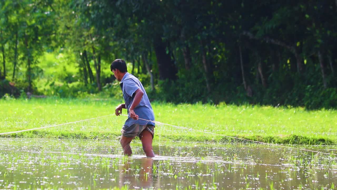 A Farmer With Trap Net Fishing Over Flooded Paddy Field On A Sunny Morning. Static Shot