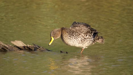 Duck-scratches-head-with-foot-and-preens-back-feathers-perched-on-river-log