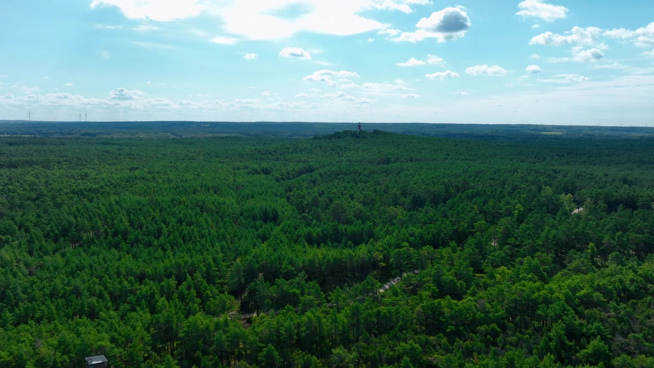 Ripresa aerea panoramica di una fitta foresta di pini sotto un cielo azzurro brillante con nuvole sparse a Osetnik, in Polonia. Ideale per concetti di sostenibilità e rispetto dell'ambiente