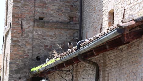 birds perched on a building's gutter