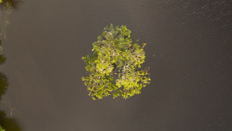 Vista-Aérea-De-Un-Pájaro-Volando-Desde-Su-Nido-Dentro-De-Una-Pequeña-Isla-De-árboles-Y-Aterrizando-Con-Gracia-En-El-Lago