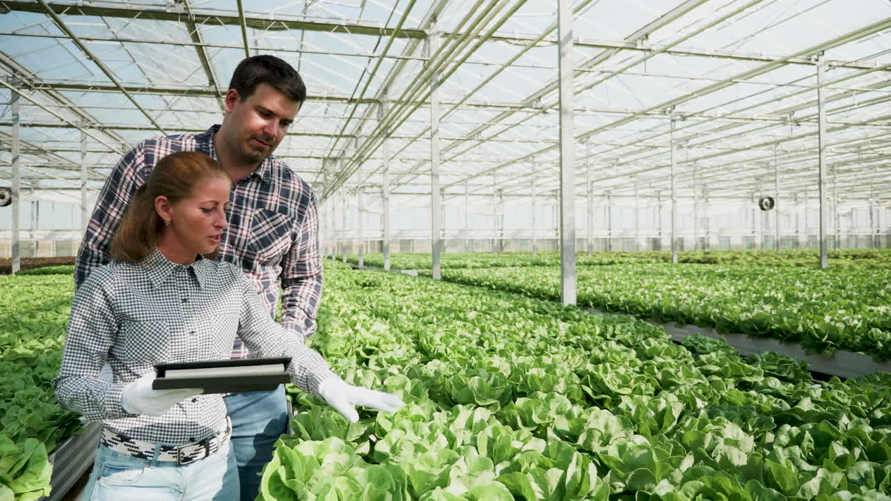 Agricultores inspecionando alface em uma estufa