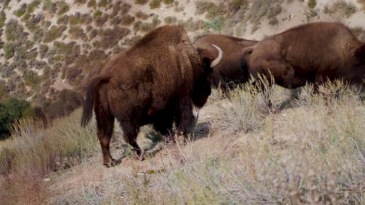Mandria di bisonti che pascola e urina.