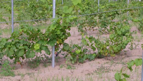 grapes on the trellis in the vineyard