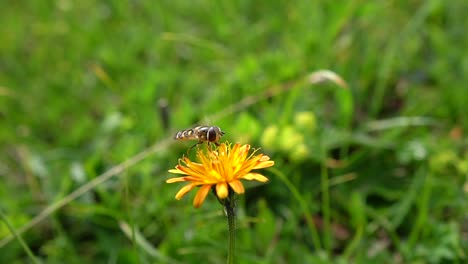 Biene-Sammelt-Nektar-Aus-Der-Blüte-Crepis-Alpina