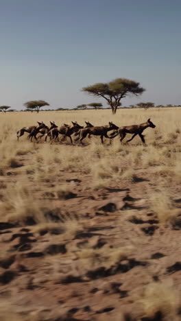 african wild dogs running in the savannah