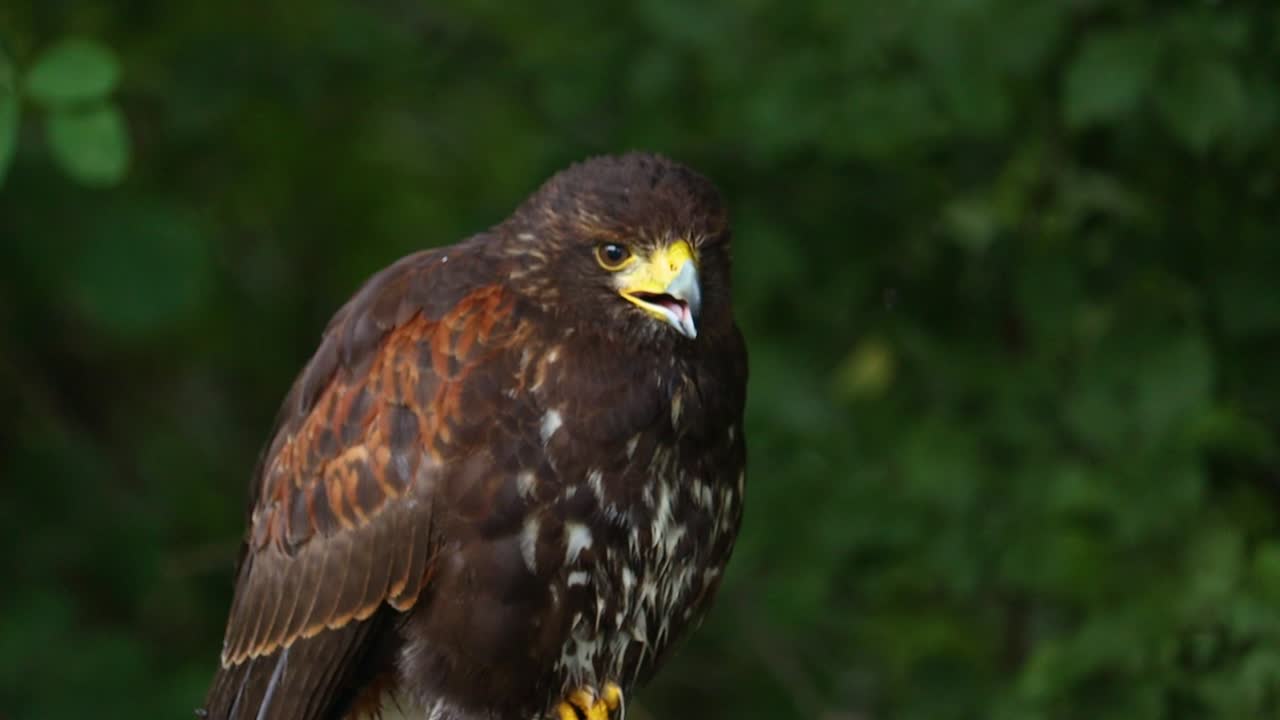 cerca de águila marrón salvaje gritando al aire libre frente al bosque durante la luz del sol - cámara lenta