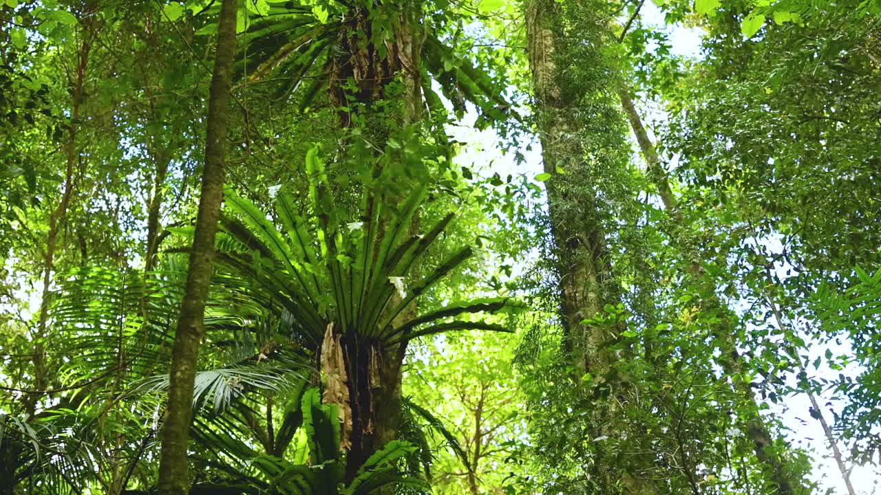 Vibrant green rainforest canopy with towering trees and ferns, captured in natural daylight at Dorrigo, NSW, Australia