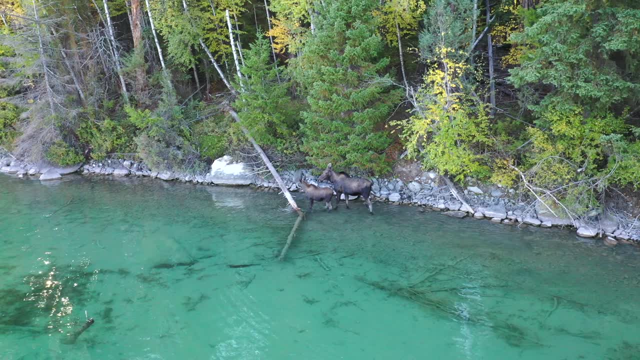 Moose and baby moose Walking In Shallow Clear Waters in Montana - aerial shot