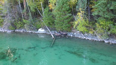 Elche-Und-Elchbabys-Wandern-In-Flachen,-Klaren-Gewässern-In-Montana-–-Luftaufnahme