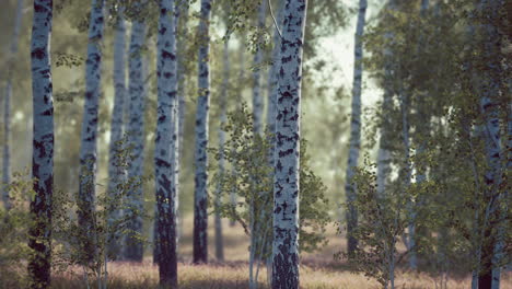 Birkenwald-Im-Sonnenlicht-Am-Morgen