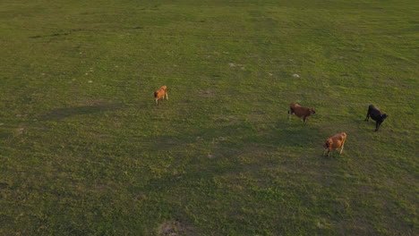 A-few-dairy-cows-grazing-green-grass-together-at-sunset