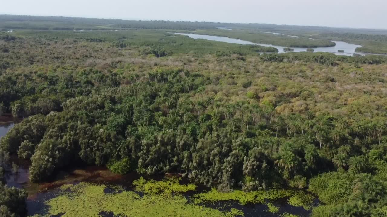 초록색 과 연못 이 있는 열대 숲