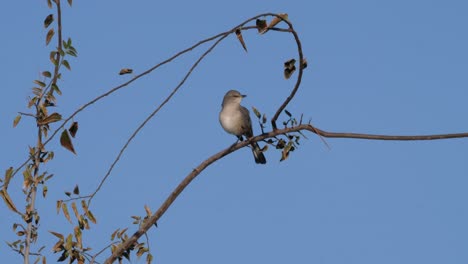 northern mocking bird singing on a branch in arizona