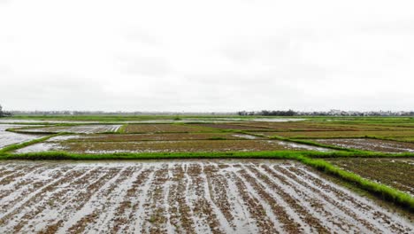 Volando-Sobre-Los-Campos-De-Arroz-En-Hoi-An,-Vietnam---Disparo-De-Drones