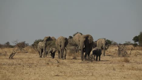plano general de una manada reproductora de elefantes africanos marchando hacia la cámara en las llanuras secas de mashatu, botswana.