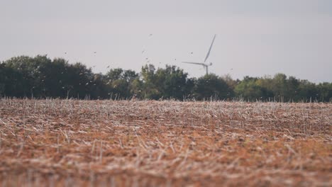 A-flock-of-birds-flies-above-the-mowed-field-and-the-forest