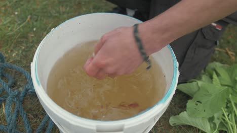 Cleaning-radishes-in-bucket-of-water