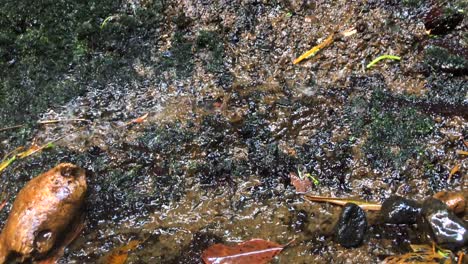 Nasse-Bergwand-Mit-Herabtropfendem-Wasser-In-Einem-Walddschungel-In-Ubud,-Bali,-Indonesien