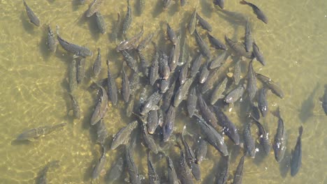 big stock of gray carp fishes moving in very shallow water on a sunny day