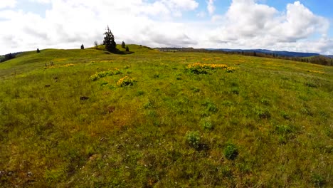 An-aerial-view-across-flowers-and-fields-on-a-mountainside