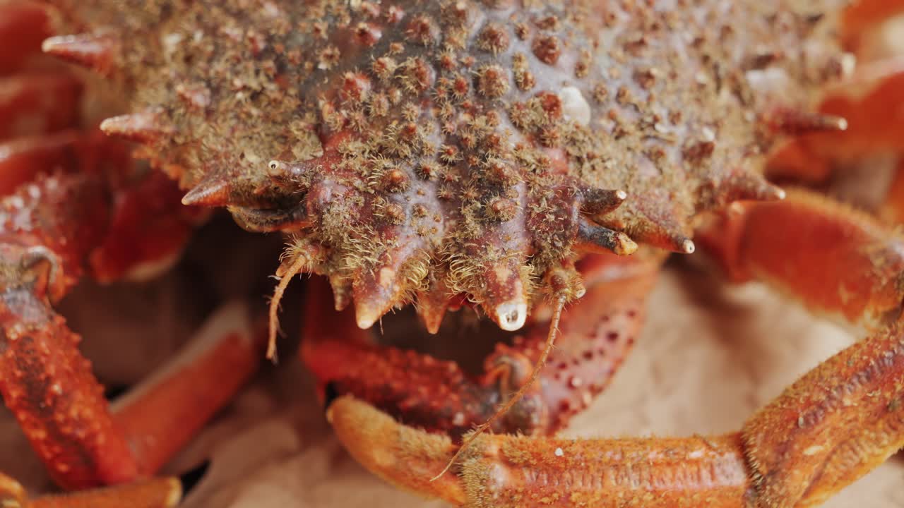 Close-up of a Fresh Crab