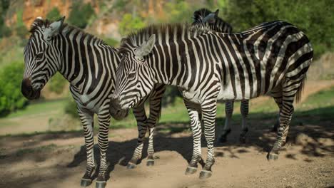 zebrapad 12