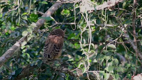 The-Buffy-Fish-Owl-is-a-big-owl-and-yet-the-smallest-among-the-four-Fish-Owls