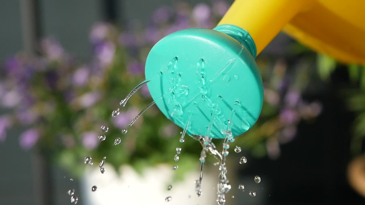 Watering plants with a colorful watering can