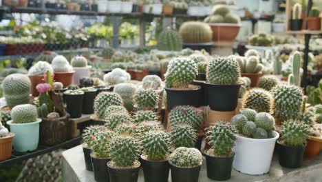 hermosa variedad de diferentes formas y tamaños de plantas de cactus en macetas de flores para la decoración de interiores, en el vivero de cactus