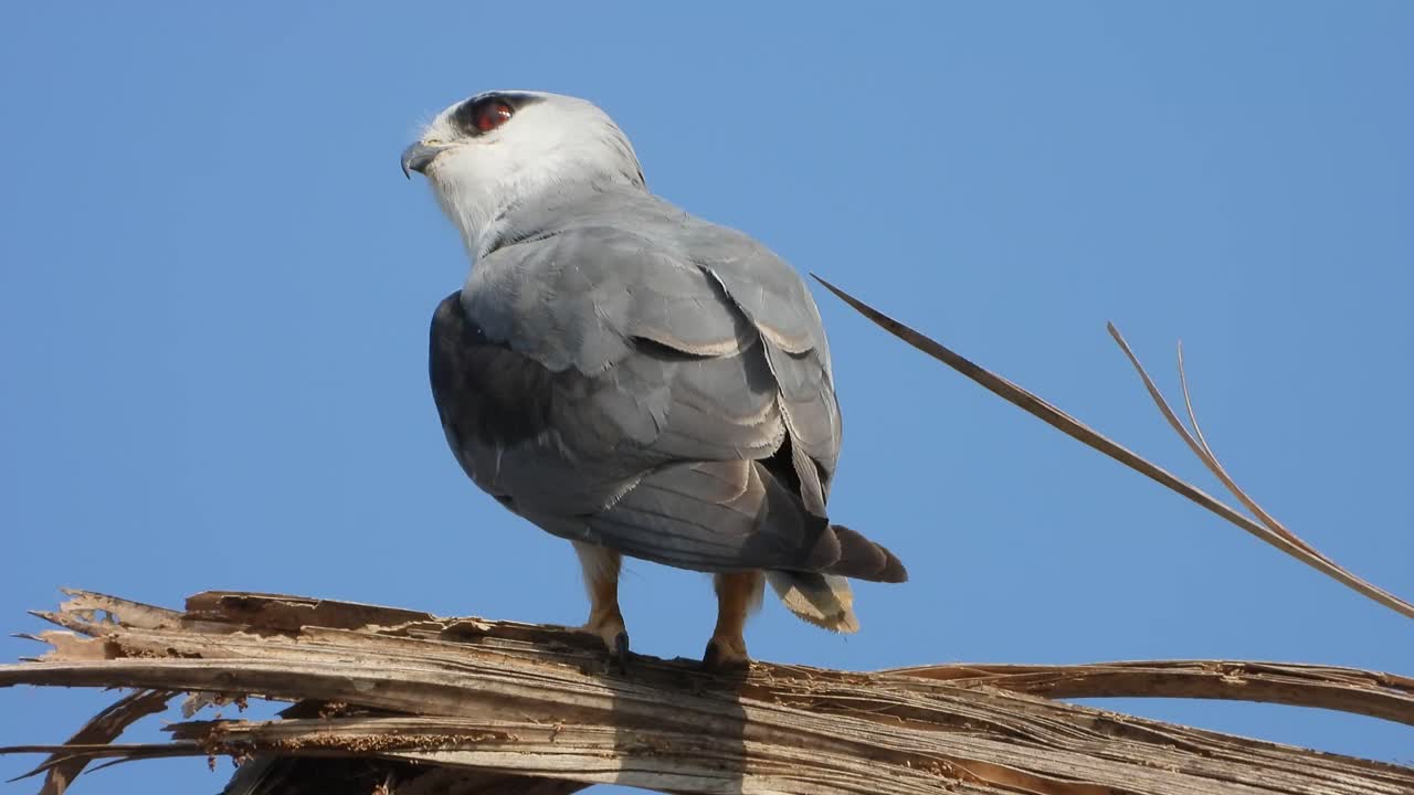 Black-winged kite in tree .
