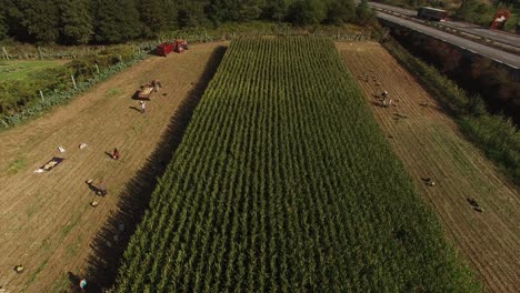 Gente-Trabajando-En-Campos-De-Agricultura