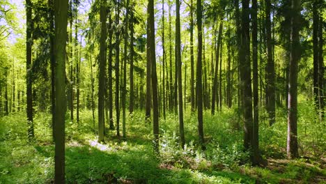 Flying-between-the-trees-in-the-spring-forest.