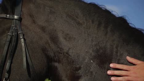 man stroking a horse on the field 01