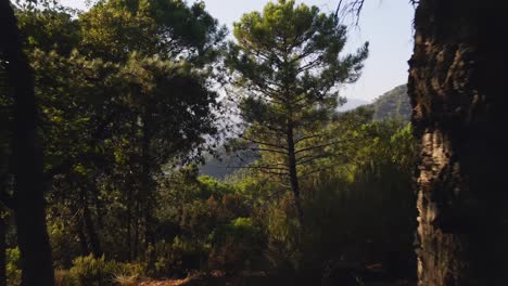 Forward-aerial-shot-of-trees-in-the-forest-moving-backwards