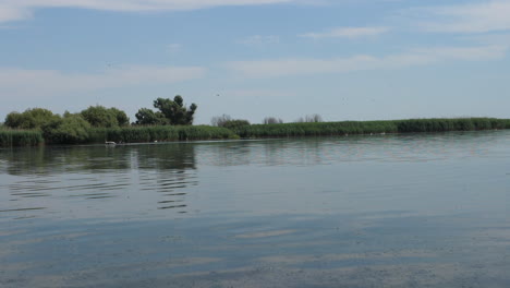 Hermosas-Aves-Silvestres-En-El-Lago