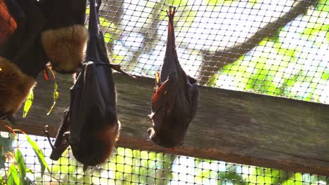 close up shot of little red flying fox, pteropus scapulatus roosting and hanging upside down, stretching its wings to adjust the posture, redistributing weight and relieving stress to the body