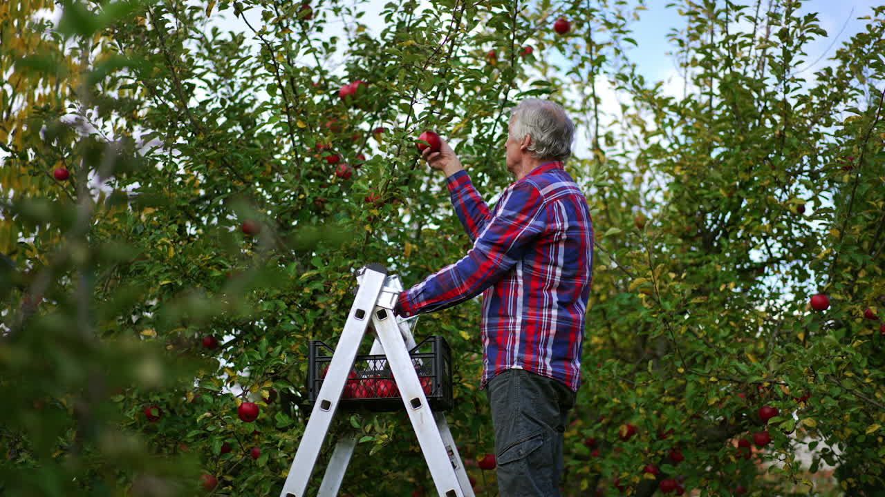 Busy farmer standing on the ladder gathers apples from tree. Harvesting season in the apple orchard.