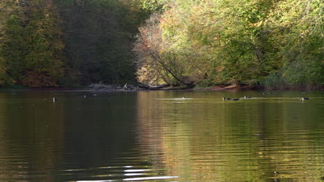 Teich,-Der-Bunte-Herbstbäume-Mit-Enten-Auf-Dem-Wasser-Reflektiert,-Statisch