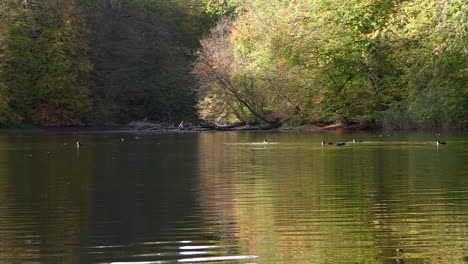 pond reflecting colorful autumn trees with ducks on the water, static