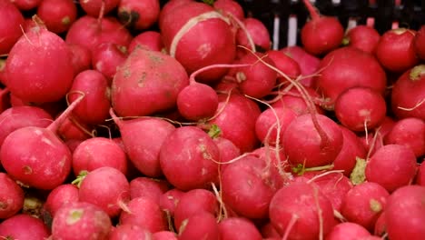 harvest of red radishes on the stall of the vegetable market harvest of red radishes on the stall of the vegetable market slow motion 240 fps