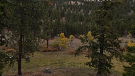 Gloomy-forest-valley-deep-in-Stemwinder-Provincial-Park-in-British-Columbia,-Canada