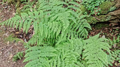 Helechos-De-Color-Verde-Brillante-Que-Crecen-A-Lo-Largo-Del-Sendero-Perdido-En-Muir-Woods-En-California,-EE.UU.