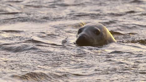 Majestätisches-Nahporträt-Von-Seehunden,-Die-Zur-Goldenen-Stunde-Auf-Rauer-See-Schwimmen