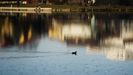 Duck-swimming-on-a-city-lake-in-Lulius-Park,-Romania,-with-cityscape-reflection-on-the-water,-at-dusk