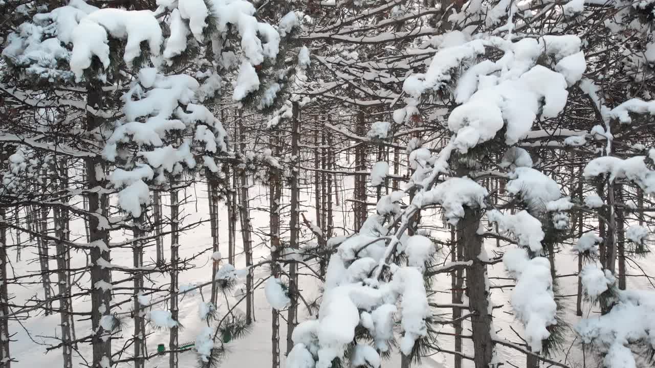 눈 덮인 겨울 숲