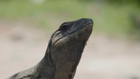 4K-Cinematic-wildlife-footage-of-an-iguana-in-slow-motion-in-the-middle-of-the-jungle-in-Mexico-on-a-sunny-day