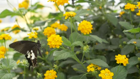 super slow motion of black butterflies beating wings and sucking nectar of colorful flowerbed during sunlight - close up