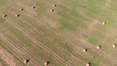 drone flies over field with haystacks with hay. round straw hay bales on harvested field. summer agriculture wheat field. farmland at sunny day