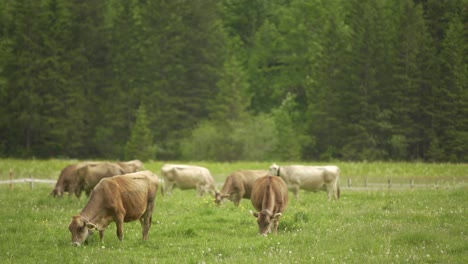 dairy brown swiss herd of cattle grazing in green meadow with pine tree forest in background at daytime, switzerland